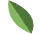 small-leaf